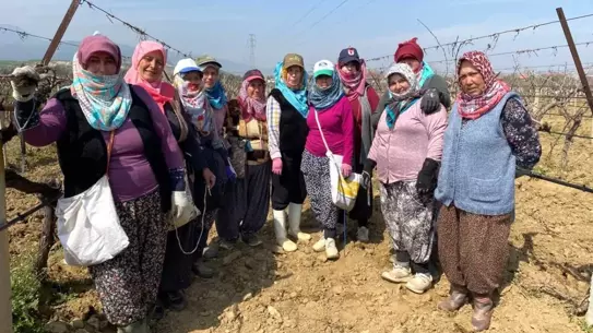 Yeniden canlanan Alaşehir bağları