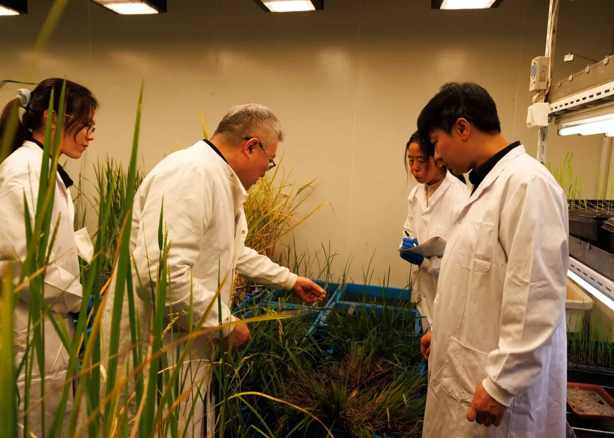 Çinli Bilim İnsanları Çeltik Üretimini Yıllara Yayacak Genleri Ortaya Çıkardı