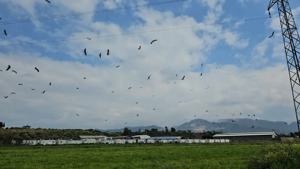 Afrika Kökenli Leylekler Hatay’da Göç Rotasını Durdurarak Büyüleyici Manzaralar Yarattı