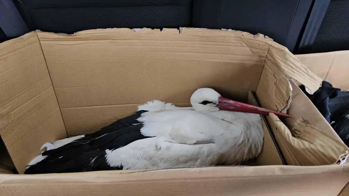 Hatay’da Avcılık Tartışması: Vurulan Leylekler Hastaneye Sevk Edildi