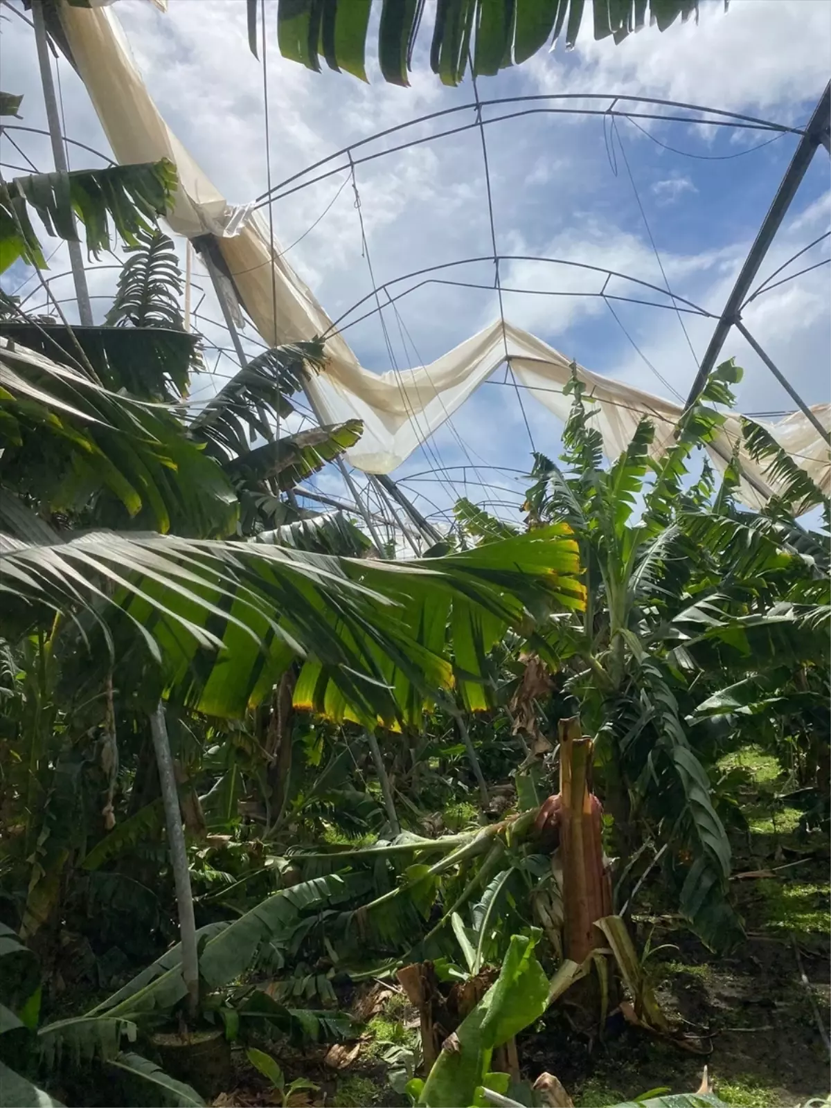 Silifke'de Şiddetli Dolu ve Fırtına Tarım Alanlarını Vurdu