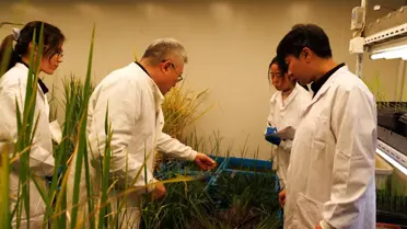 Çeltik tarlasında yeni gelişme