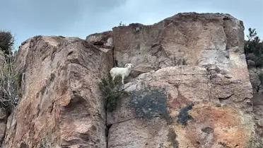 Kayalıklarda mahsur kalan keçi