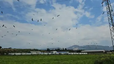 Göçmen leyleklerin Hatay’da oluşturduğu görsel şölen