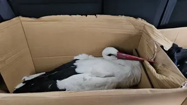 Vurulan leyleklerin tedavi süreci