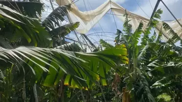 Silifke'de yıkılan seralar ve hasarlı tarım arazileri