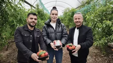 Mersin seralarında nektarin toplama