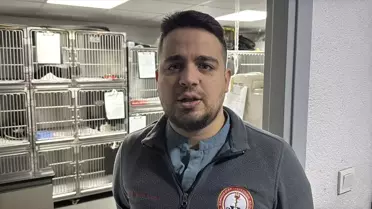 Veteriner ekipmanları ve kedinin midesi
