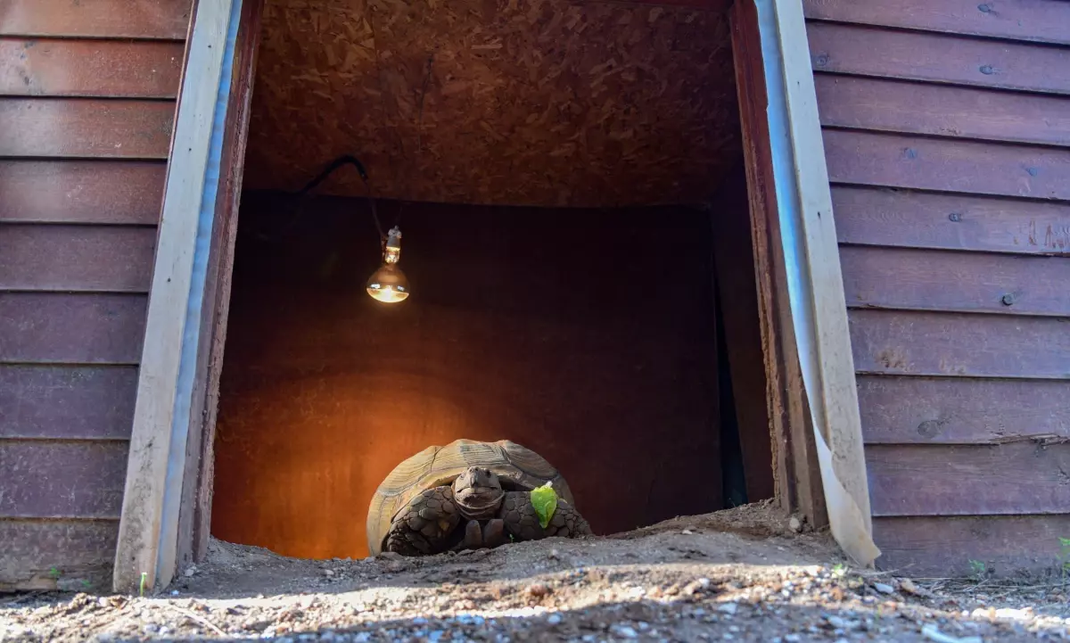 Doğa Parkı’nda 26 Yaşındaki Kaplumbağa Sabi’ye Yeni Bir Arkadaş Aranıyor