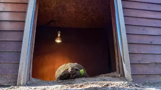 Kaplumbağa Sabi’nin doğal ortamı