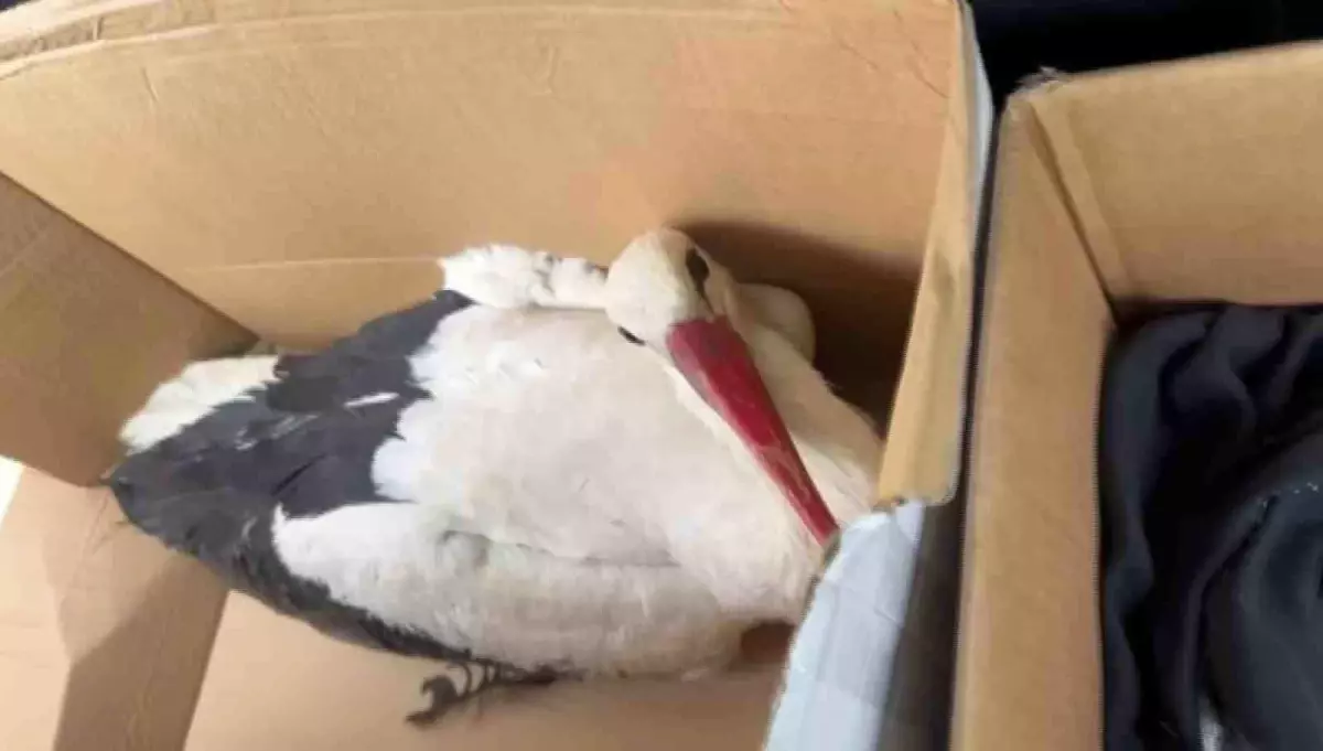 Hatay’da Göç Yolu Üzerinde Yaralanan Leylekler Doğa Koruma Ekiplerine Teslim Edildi