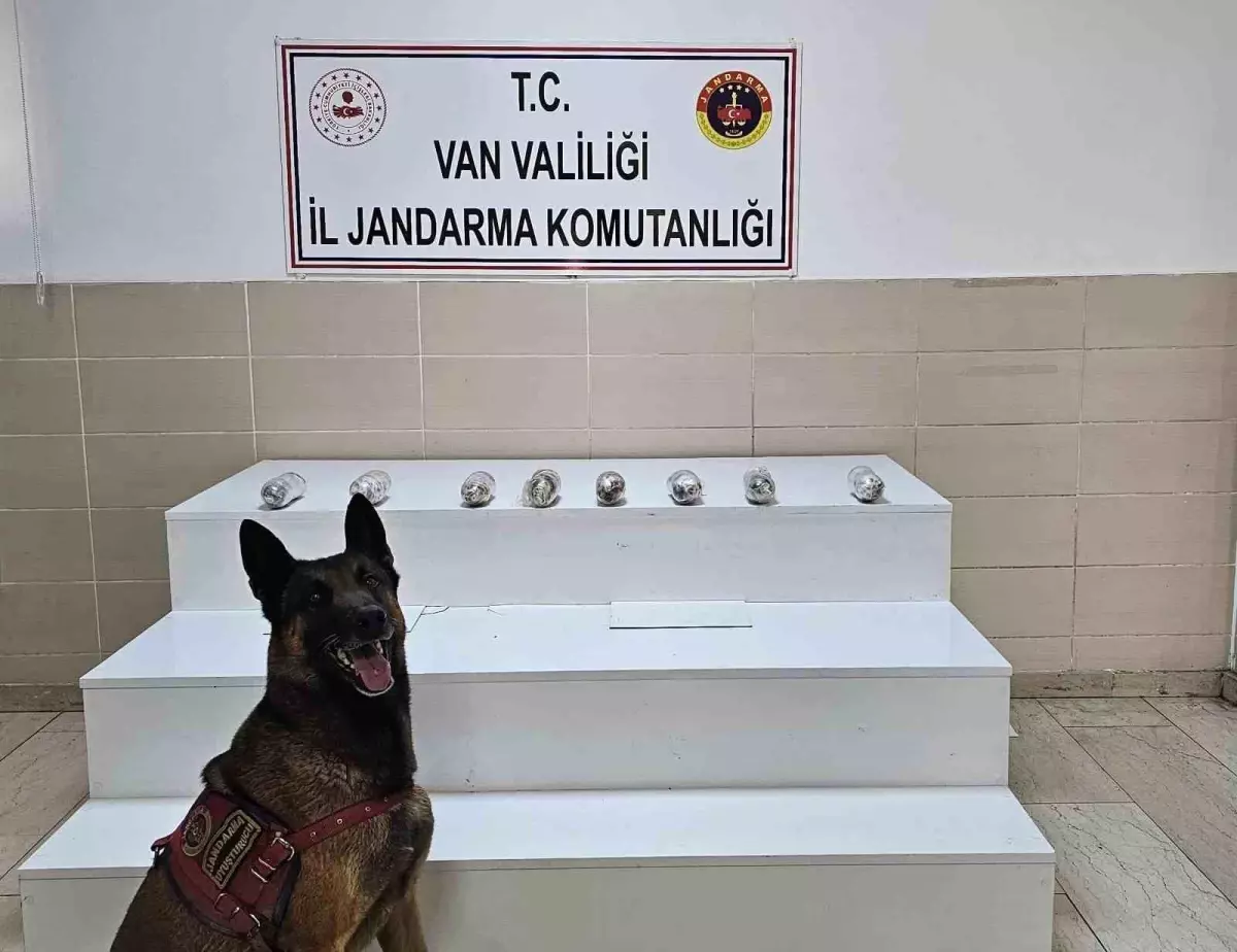 Gevaş'ta jandarma ekipleri esrar ele geçirdi