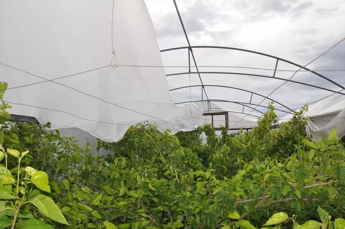 Silifke’de Şiddetli Rüzgar ve Dolu 150 Dönüm Serayı Mahvetti