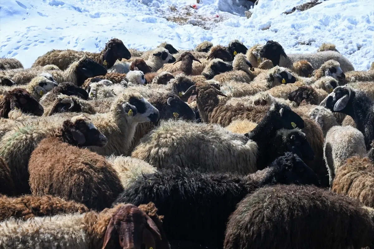 Van’da Küçükbaş Hayvancılıkta Yeni Dönem: “Köyümde Yaşamak İçin Bir Sürü Nedenim Var” Projesi Destekleniyor