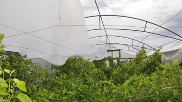 Hasar gören seraların yakın görüntüsü