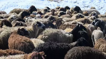 Van’da küçükbaş hayvancılık projesi kapsamında yeni inşa edilen ahırlar