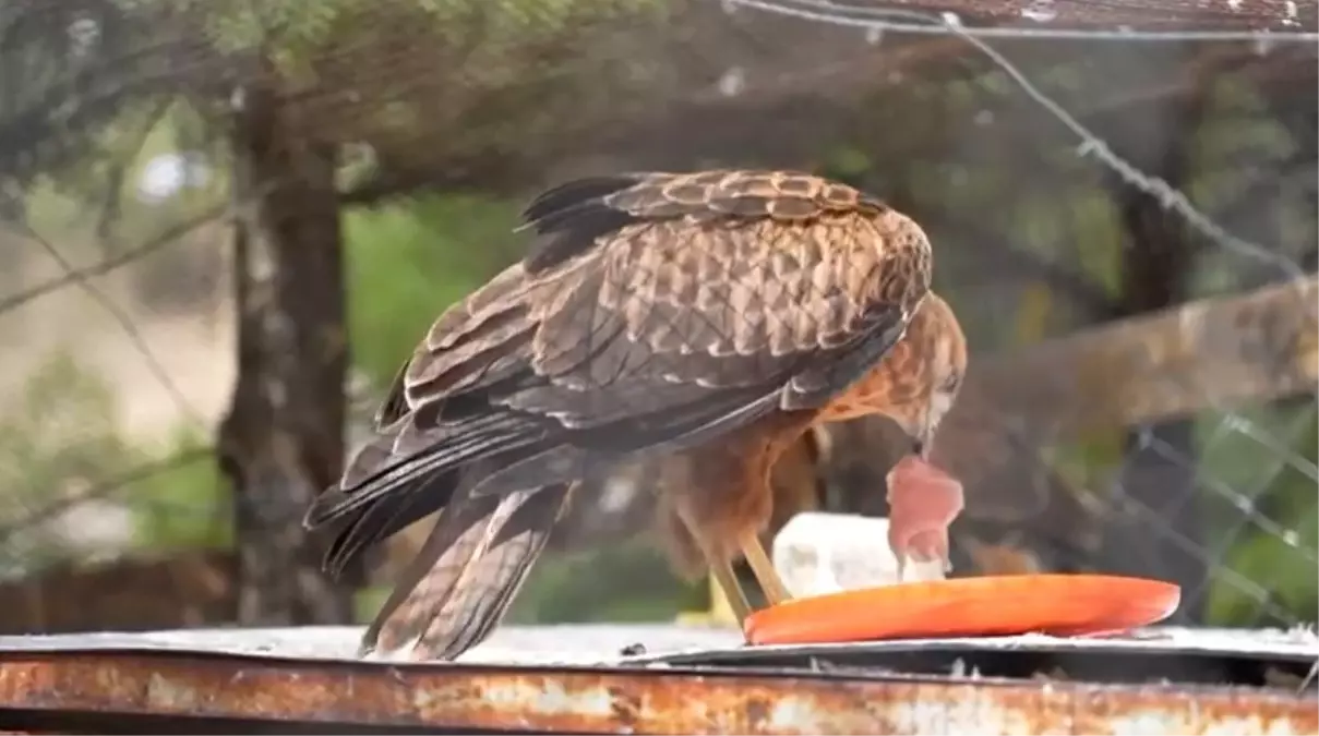 Yaralı Yaban Hayvanları 2021-2025 Döneminde 58 Bin Adet Doğaya Geri Kazandırıldı