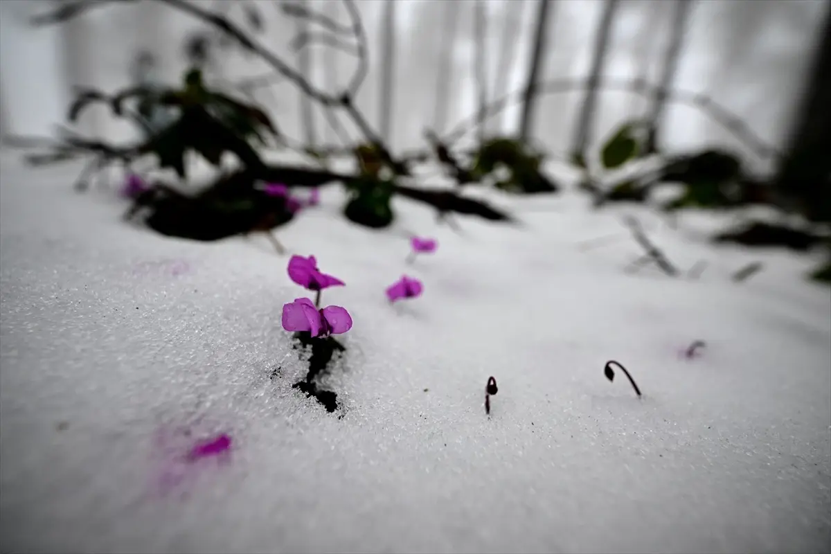 Düzce Dağlarında Şiddetli Kar Yağışı Bölgeyi Beyaza Döktü
