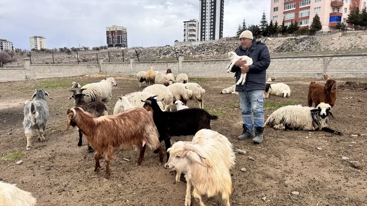 Kayseri'de Keçi Sığınağında Yabani Hayvan Saldırısı: 6 Keçi Hayata Veda Etti