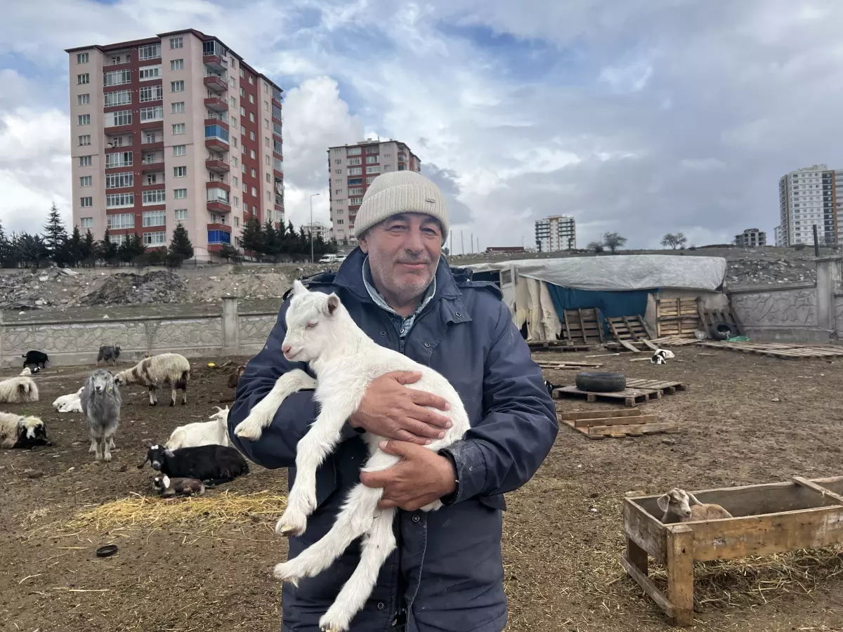Kayseri'de Yabani Hayvanların Ani Saldırısı: 11 Keçi Hayatını Kaybetti