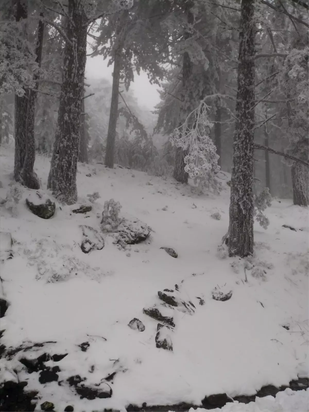 Kazdağları Milli Parkı'nda Yoğun Kar Yağışı Yolları Açtı