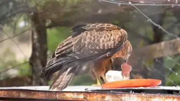 Tedavi edilen yaralı yaban hayvanları