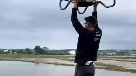 Dronun havadan çektiği çeltik tarlası