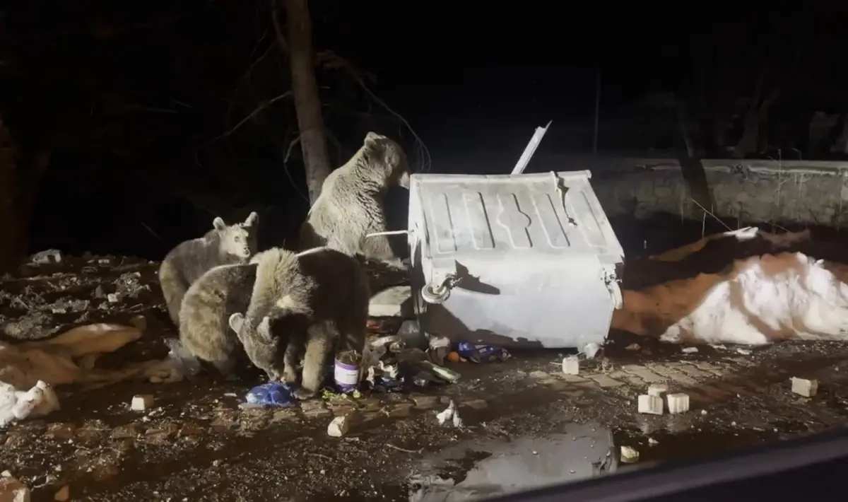 Uludağ’da Ayı Ailesi Kış Uykusundan Uyanarak Turist Bölgesinde Besin Arıyor