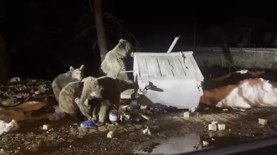 Ayıların kar üzerindeki görüntüsü