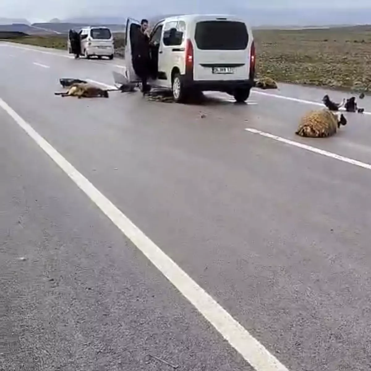 Siverek'te Hafif Araç, Koyun Sürüsüne Çarparak 10 Hayvanı Öldürdü