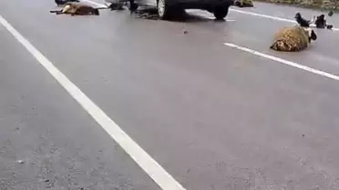 Kaza sonrası araç ve koyunların fotoğrafı