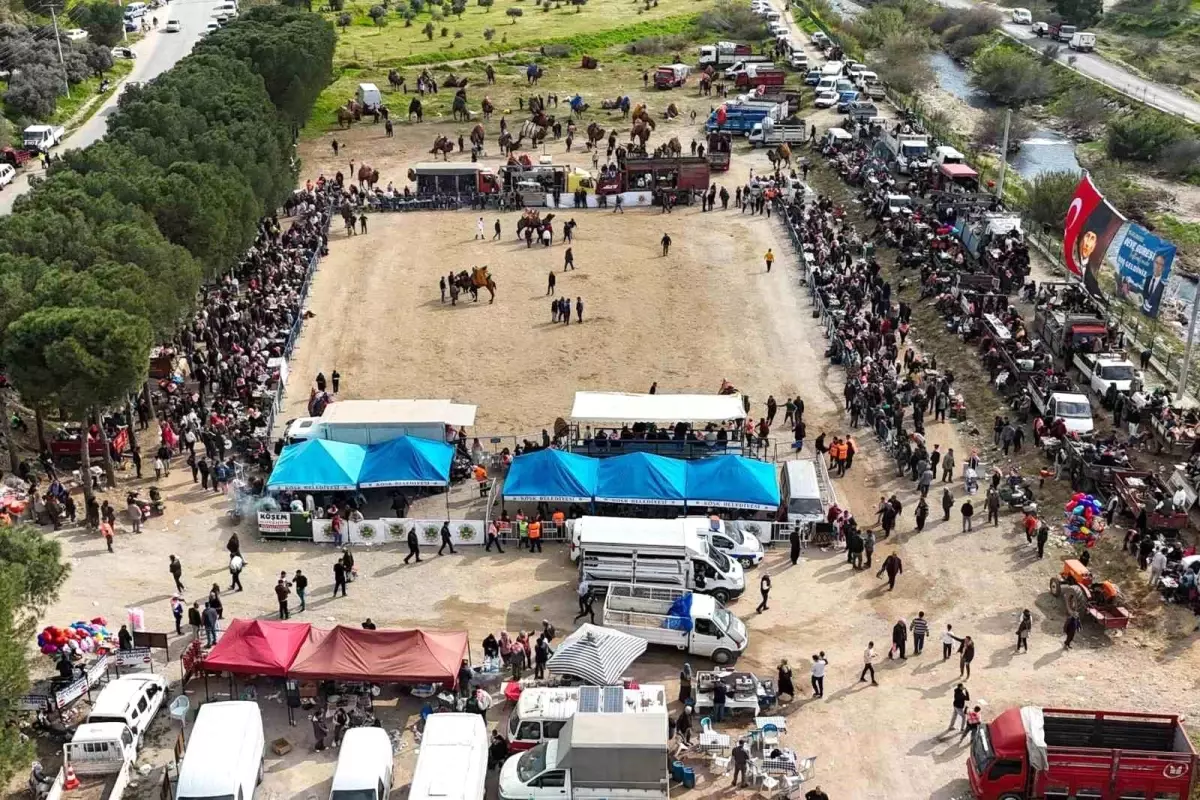 Köşk'te 15. Deve Güreşi Festivali Coşku Dolu Anlara Tanıklık Etti