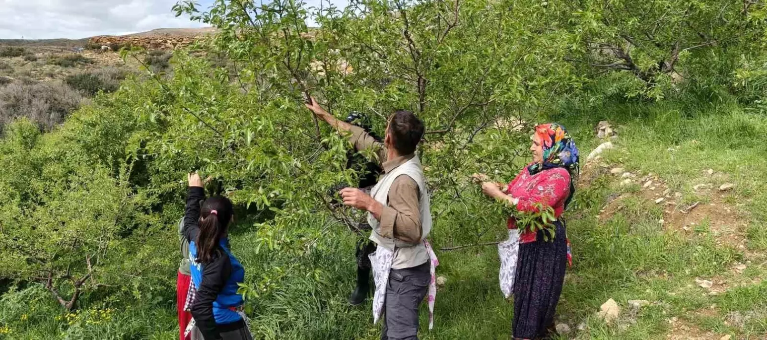 Silifke'de Badem Çağlası Hasadı Beklenenden Erken Başladı