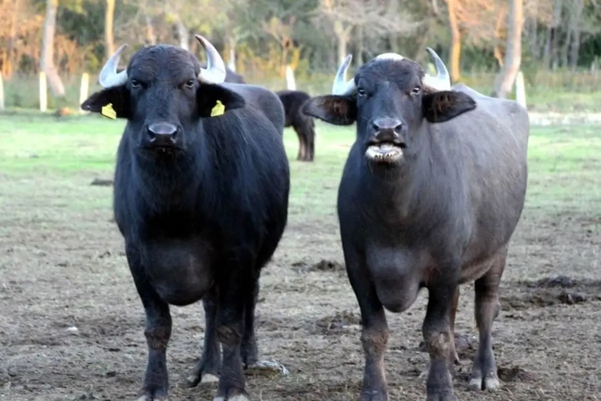 Murana Manda Irkıyla Süt Veriminde Rekor: Türk Çiftçileri 2.000 Litre Süt Üretiyor