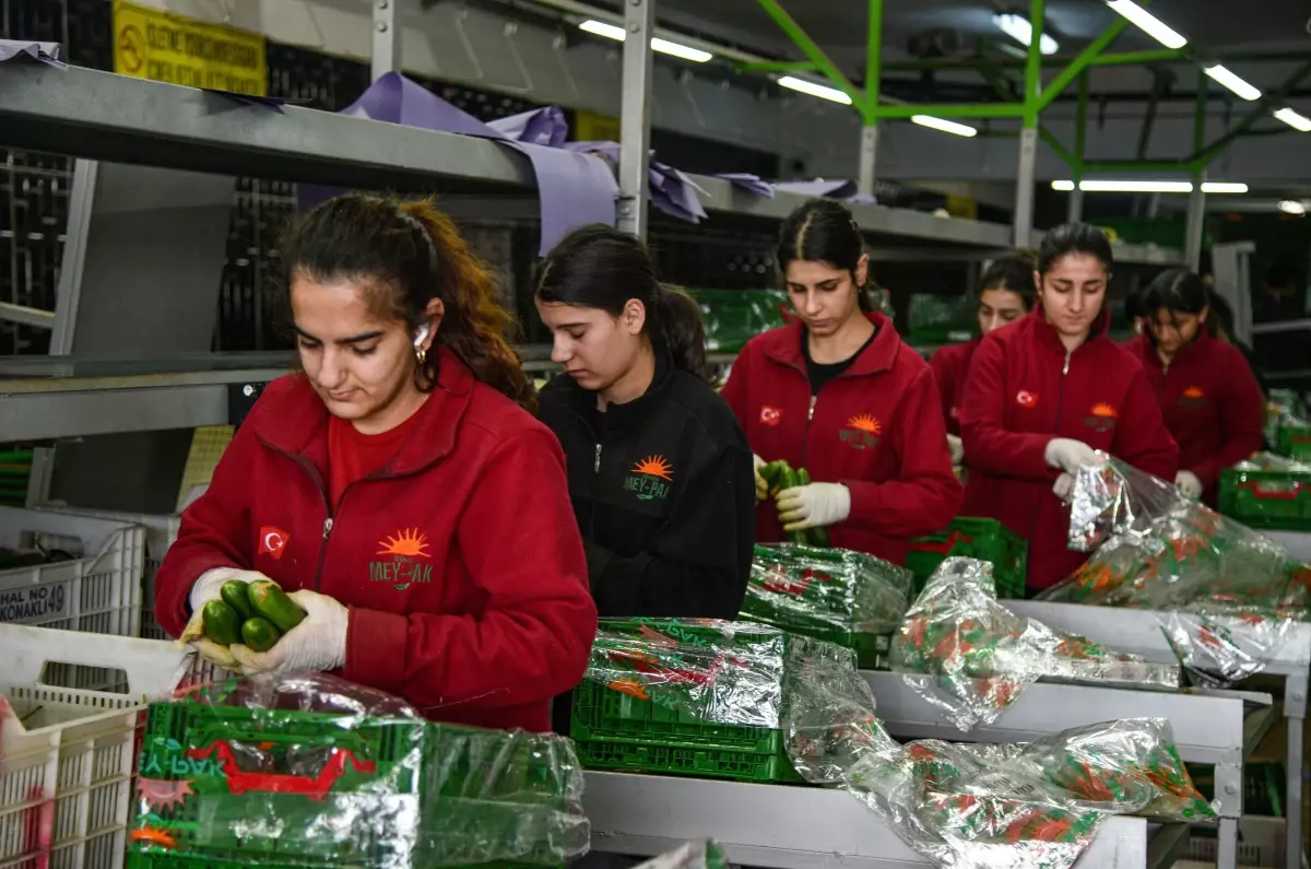 Antalya Hali, 64 Ülkeye Günlük 3 Bin Ton Sebze Gönderiyor