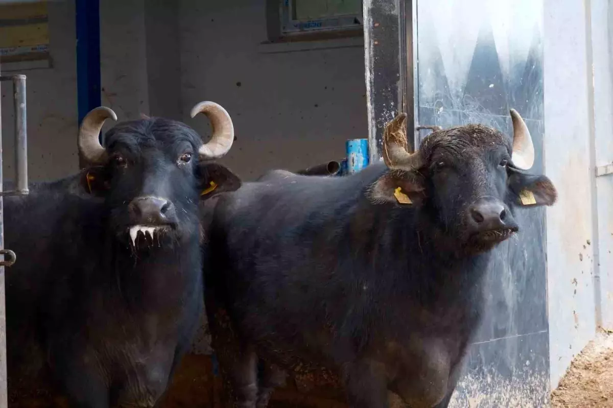 Bandırma’da Yeni Manda Çifti 2.000 Litre Süt Üretti