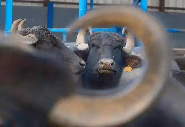 Murana manda süt sağımı