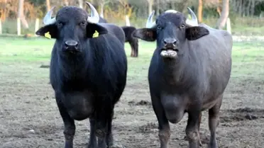 Murana Manda Irkıyla Süt Veriminde Rekor: Türk Çiftçileri 2.000 Litre Süt Üretiyor