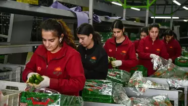 Sebze ve meyve ihracatı