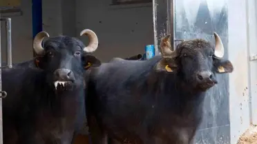 Manda melezleme sürecinin görüntüsü