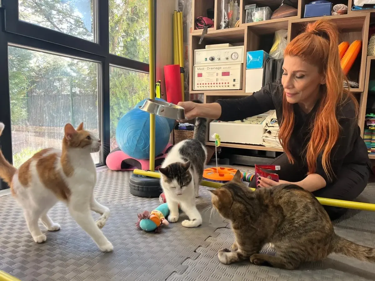 Felçli Kedilere Yeni Umut: Ankara’da Rehabilitasyon ve Sahiplendirme Çabaları