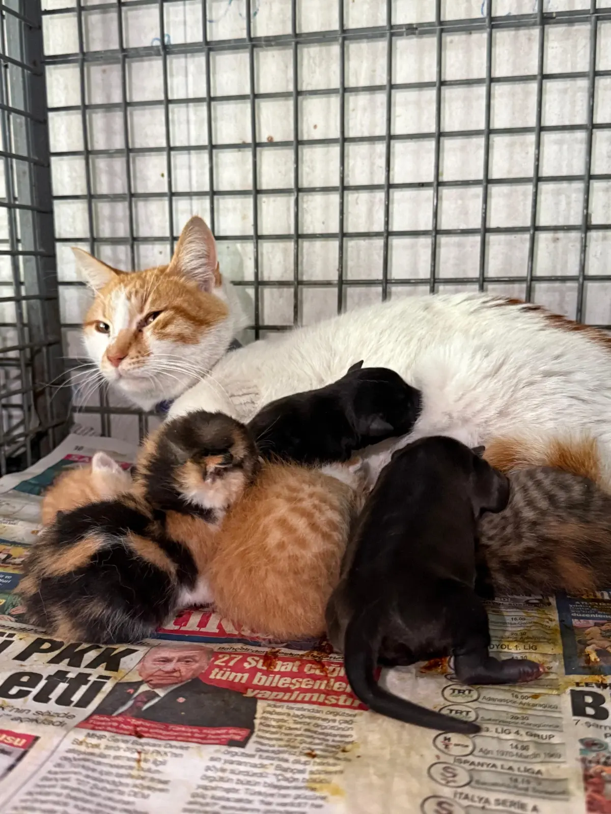 Alanya’da Gebe Köpeğin Trajedisi ve Kedinin Şefkati: Yavrular Yeni Bir Aile Buldu