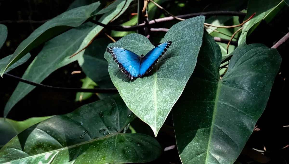 Konya Tropikal Kelebek Bahçesi'nde 10 Bin Renkli Misafir
