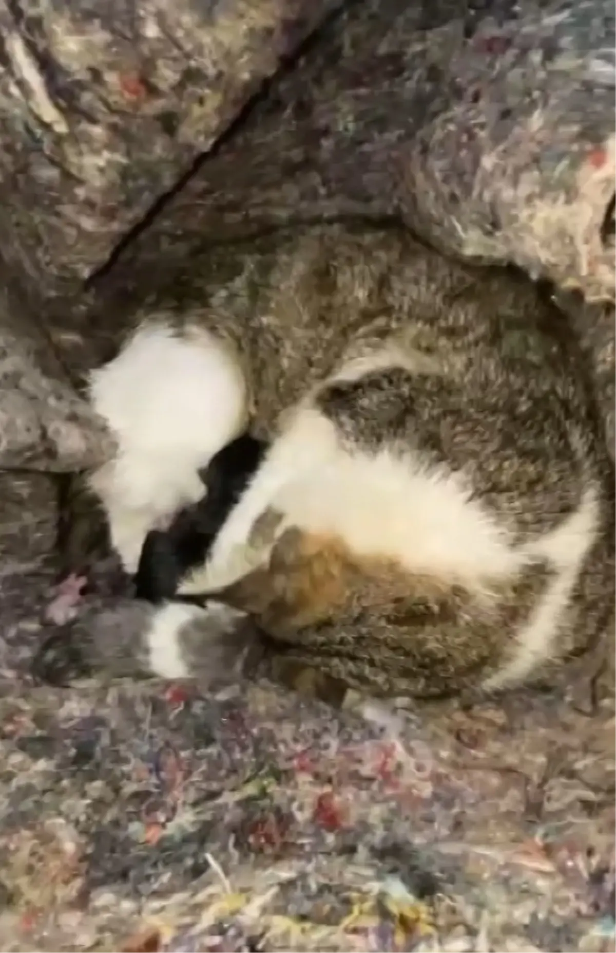 İskenderun’da Mazgaldaki Doğum Yapan Kedi ve Yavruları Hayata Döndü