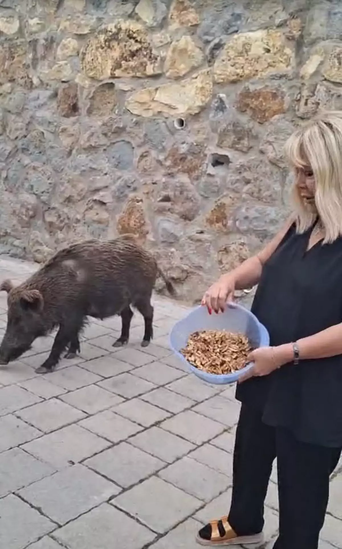 Safiye Soyman, Yaban Domuzunu Cevizle Besleyerek Şaşırtıcı Anlar Paylaştı
