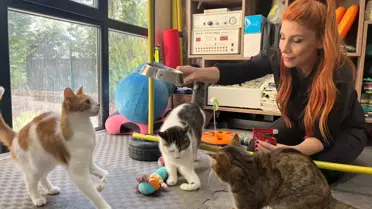 Tedavi gören felçli kediler