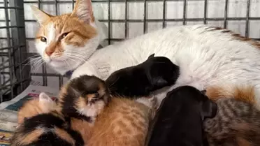 Kedi yavrulara bakıyor