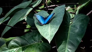 Kelebeklerin çiçekler arasında uçuşu