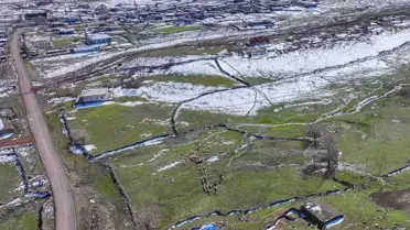 Karacadağ’da otlayan sığır sürüsü