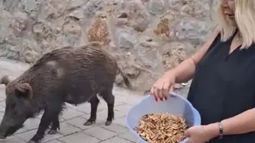 Safiye Soyman'ın yaban domuzuna ceviz verdiği an